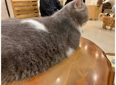 猫カフェ　クラウド: ぴよさんの2024年12月の1枚目の投稿写真