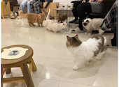 猫カフェ クラウド: ぴよさんの2024年12月22日の2枚目の投稿写真