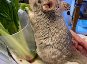 ふれあいカフェ MOFiiNA モフィーナ : るるさんの2026年04月17日の2枚目の投稿写真