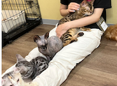Cat&Animal Cafe Noah s Ark ノアズアーク 大阪天神橋3丁目店: るるさんの2026年03月24日の2枚目の投稿写真