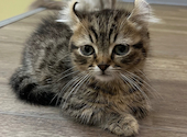 Cat&Animal Cafe Noah s Ark ノアズアーク 大阪天神橋3丁目店: るるさんの2026年03月24日の3枚目の投稿写真