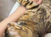 Cat&Animal Cafe Noah s Ark ノアズアーク 大阪天神橋3丁目店: るるさんの2026年03月26日の2枚目の投稿写真