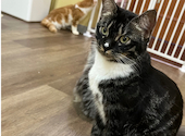 Cat&Animal Cafe Noah s Ark ノアズアーク 大阪天神橋3丁目店: るるさんの2026年03月26日の3枚目の投稿写真