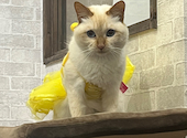 ねこ空間　チャモラ　CYAMOLA: こゆさんの2023年11月の1枚目の投稿写真