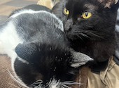 ねこ空間 チャモラ CYAMOLA: こゆさんの2023年11月12日の2枚目の投稿写真