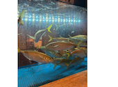 九州名物料理 豊後魚鮮水産 大分駅前店: シゲさんの2026年08月04日の3枚目の投稿写真