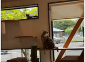 かぎのしっぽ SAKURAZAKA Cafe: ひろさんの2026年08月11日の1枚目の投稿写真