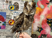 あうるぱーく フクロウカフェ 池袋西口: ああさんの2026年06月24日の1枚目の投稿写真
