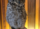 幸せのフクロウカフェchouetteシュエット 大阪心斎橋: あいさんの2020年10月26日の2枚目の投稿写真