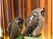 幸せのフクロウカフェchouetteシュエット 大阪心斎橋: あいさんの2020年10月26日の3枚目の投稿写真