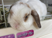 うさぎカフェ うさびび: あこさんの2026年05月03日の1枚目の投稿写真