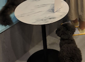 犬猫カフェ put on lap プットオンラップ 今池: まめさんの2026年08月24日の1枚目の投稿写真
