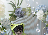 dog lounge yaburo ドッグラウンジヤブロ: ぢゃっきいさんの2026年05月25日の1枚目の投稿写真