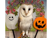 あうるぱーく フクロウカフェ 池袋西口: ゆみさんの2026年09月27日の1枚目の投稿写真