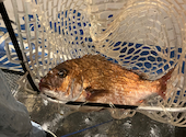 ジャンボ釣船 つり吉 大阪新世界店: えりこさんの2024年12月21日の2枚目の投稿写真