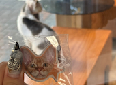 Future Pets Cat Cafe : こやまさんの2026年10月11日の1枚目の投稿写真