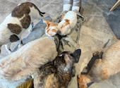 Future Pets Cat Cafe : こやまさんの2026年10月11日の2枚目の投稿写真