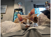 Future Pets Cat Cafe : こやまさんの2026年10月11日の3枚目の投稿写真