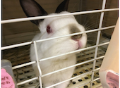 うさぎカフェ うさびび: とど松さんの2020年11月17日の2枚目の投稿写真