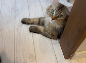 ANIMAL cafe and Bar mofutto: ともさんの2026年06月16日の1枚目の投稿写真