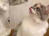猫カフェ クラウド: 鼻ちゃんさんの2026年04月14日の2枚目の投稿写真
