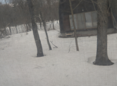 森のイタリアン La mia mamma ラ ミア マンマ: かずえちゃんさんの2026年03月14日の1枚目の投稿写真