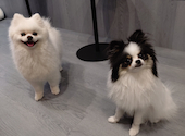 犬猫カフェ put on lap プットオンラップ 今池: 苓さんの2026年08月30日の1枚目の投稿写真