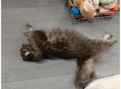 犬猫カフェ put on lap プットオンラップ 今池: 苓さんの2026年08月30日の2枚目の投稿写真