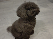 犬猫カフェ put on lap プットオンラップ 今池: 苓さんの2026年08月30日の3枚目の投稿写真