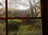 桜ガーデン: びすけっとさんの2026年07月04日の3枚目の投稿写真