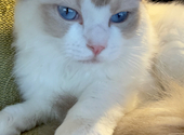 Cat&Animal Cafe Noah s Ark ノアズアーク 京都水族館前店: 夏生さんの2026年05月31日の1枚目の投稿写真
