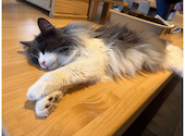 Cat&Animal Cafe Noah s Ark ノアズアーク 京都水族館前店: 夏生さんの2026年05月31日の2枚目の投稿写真