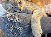 Cat&Animal Cafe Noah s Ark ノアズアーク 京都水族館前店: 夏生さんの2026年05月31日の3枚目の投稿写真