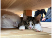 Cat&Animal Cafe Noah s Ark ノアズアーク 大阪天神橋3丁目店: 夏生さんの2026年02月22日の2枚目の投稿写真