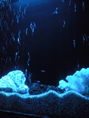 AQUA RESTAURANT&BAR LUXIS ラグシス: マミさんの2009年07月21日の1枚目の投稿写真