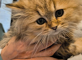 猫カフェ クラウド: ピーターうさぎさんの2025年06月17日の1枚目の投稿写真