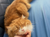 ANIMAL cafe and Bar mofutto: きてぃさんの2026年08月21日の1枚目の投稿写真