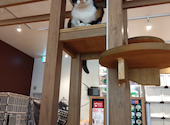 BAKENEKO CAFE バケネコ カフェ: ちゃみとすさんの2026年08月21日の1枚目の投稿写真