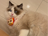 猫カフェ クラウド: えさんの2024年12月24日の1枚目の投稿写真
