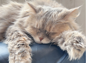 ANIMAL cafe and Bar mofutto: わたあめさんの2026年04月14日の2枚目の投稿写真