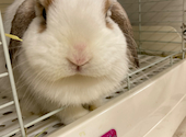 うさぎカフェ うさびび: としろうさんの2024年11月25日の1枚目の投稿写真