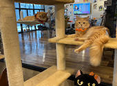 PARK72 ネコCAFE: こやさんの2026年10月07日の2枚目の投稿写真