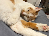 BAKENEKO CAFE バケネコ カフェ: たあさんの2026年06月05日の2枚目の投稿写真