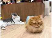 BAKENEKO CAFE バケネコ カフェ: たあさんの2026年06月05日の3枚目の投稿写真