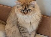 ANIMAL cafe and Bar mofutto: KAOさんの2026年06月13日の1枚目の投稿写真