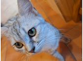 猫カフェ クラウド: Jさんの2024年06月02日の2枚目の投稿写真