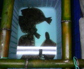 割烹 能良玄家: かっちゃんさんの2008年12月02日の3枚目の投稿写真