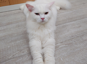 Cat&Animal Cafe Noah s Ark ノアズアーク 大阪天神橋3丁目店: トキちゃんさんの2026年04月29日の1枚目の投稿写真