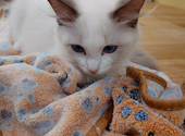 Cat&Animal Cafe Noah s Ark ノアズアーク 大阪天神橋3丁目店: トキちゃんさんの2026年04月29日の2枚目の投稿写真