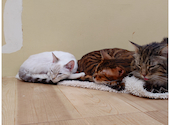 Cat&Animal Cafe Noah s Ark ノアズアーク 大阪天神橋3丁目店: トキちゃんさんの2026年04月29日の3枚目の投稿写真